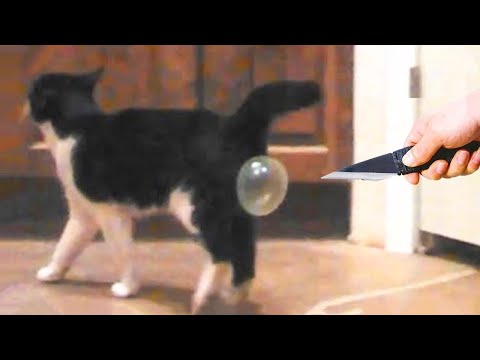 Funniest Animals – Best Of The 2022 Funny Animal Videos #2