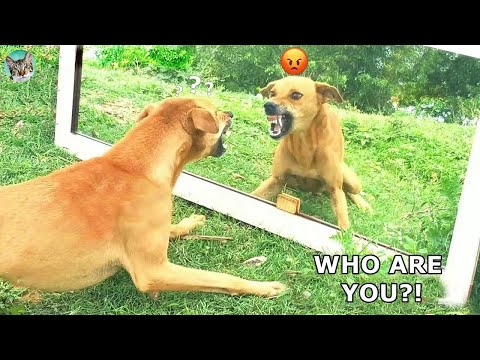 Scared Dog Reaction – Funny Animals Videos P4| Amazing Animals