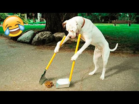 Funniest Animals Video – Best Cats😹 and Dogs🐶 Videos 2021 Compilation!