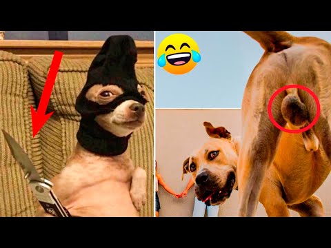 Funniest Animals Video – Best Cats😹 and Dogs🐶 Videos 2022 Compilation!