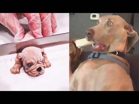 Funniest Animals – Best Of The 2022 Funny Animal Videos #5