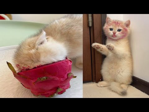 Funniest Animals | Funny Dog And Cat | Funny Animals Video #38