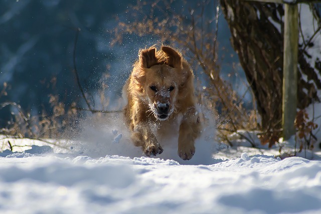 Learn How To Train Your Dog The Proper Way