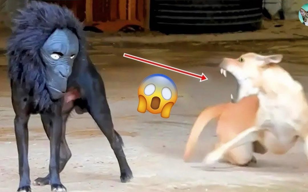 OMG 😱 Scared Dog Reaction – Funny Animals Video P5 | Amazing Animals