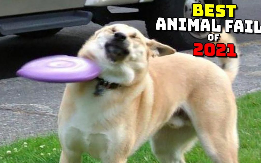 Best Animal Fails of 2021 | Funny Animal Videos | Funniest Animals 2021