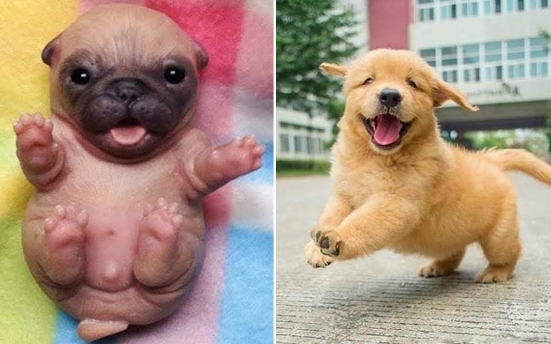 Baby Dogs 🔴 Cute and Funny Dog Videos Compilation #1 | 30 Minutes of Funny Puppy Videos 2022