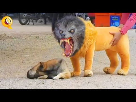 Funniest Animals | Funny Dog And Cat | Funny Animals Video #48