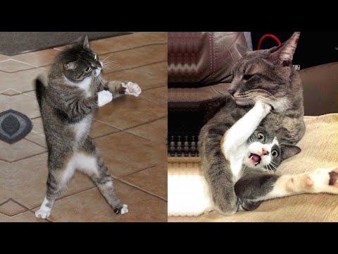 Funniest Dogs And Cats   Best Of The 2021 Funny Animal Videos #2