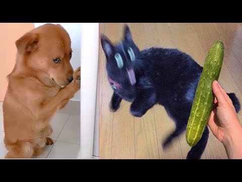 Funniest Animals | Funny Dog And Cat | Funny Animals Video #46