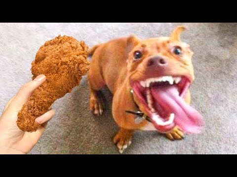 Funniest Dogs And Cats Ever 🐧 – Best Funny Animal Videos Of The 2022 – Funny animals #6