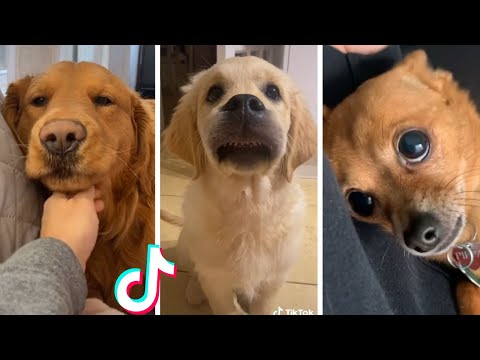 Cutest Doggos Ever 🥰 Best Funny Dog Videos Compilation (2022)