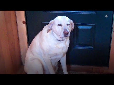 🤣 Funniest 🐶 Dogs – Awesome Funny Pet Animals Videos 😇