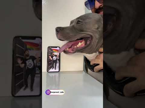 Kaisi Lagi Video 🐶 | Funny Family Dog #shorts Video | Harpreet SDC