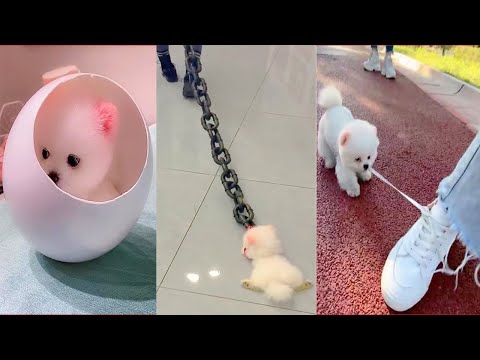 Funny and Cute Dog Pomeranian 😍🐶| Funny Puppy Videos #116