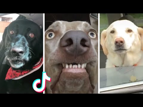 Funniest Doggos Ever 🤣 Best Funny Dog Videos Compilation (2022)