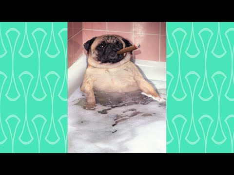 TRY NOT TO LAUGH Funny Dog Videos 2020 –  Funniest Dogs