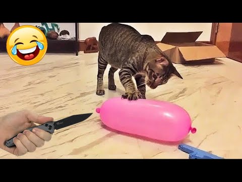 Funniest Animals | Funny Dog And Cat | Funny Animals Video #56