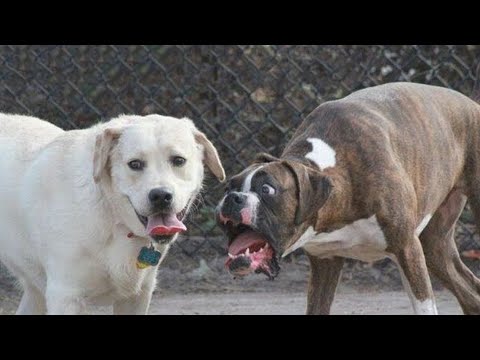 TRY NOT TO LAUGH WATCHING FUNNY DOG FAILS VIDEOS 2022 #2  – Daily Dose of Laughter!