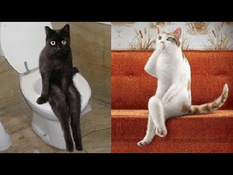 Funny Dog And Cat 😍🐶😻 Funniest Animals #62