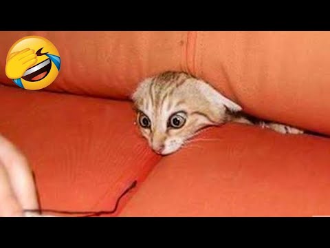 Funniest Animals Video – Best Cats😹 and Dogs🐶 Videos of the Week 2022!