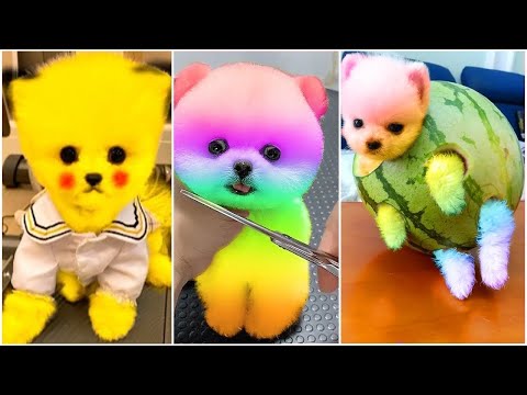 Funny and Cute Dog Pomeranian 😍🐶| Funny Puppy Videos #117