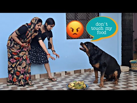 my dog guard his food |aggressive dog video | funny animal videos |