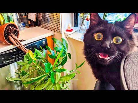 Funniest Animals Video – Best Dogs🐶 and Cats😹 Videos of the Month 2022!