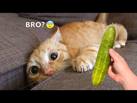 Funny Animals Video – Best Cats😹 and Dogs🐶 Videos of the Week 2022!