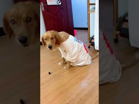 Baby Dogs 🐶 Cute and Funny Dog Videos💚|#shorts #tiktok #dog