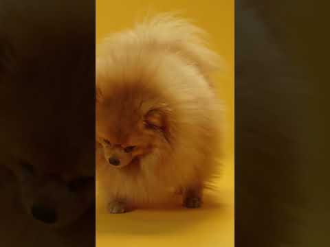 Cute and Funny Dog Videos Compilation,🐕🐕  #shorts