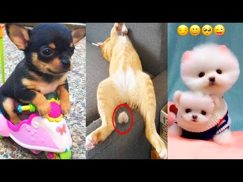 Funny and Cute Dog Pomeranian 😍🐶| Funny Puppy Videos #113