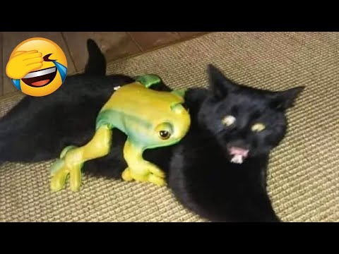 Funny Animals Video – Best Cats😹 and Dogs🐶 Videos of the Week 2022! #2