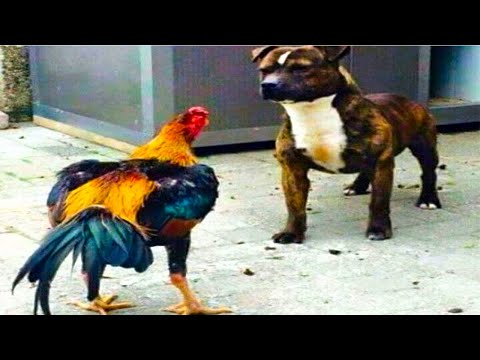 Funniest Animals 😍🐶😻 Funny Dog And Cat | Funny Animals Video #61