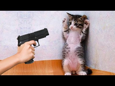 Funniest Dogs And Cats – Best Of The 2021 Funny Animal Videos #7