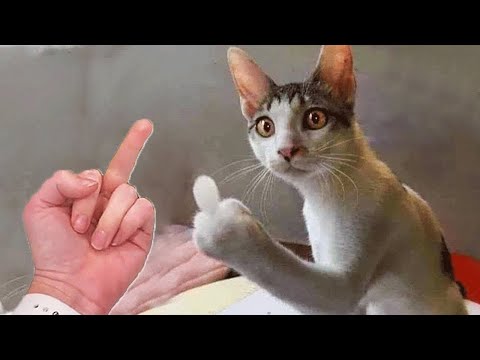 Funniest Animals | Funny Dog And Cat | Funny Animals Video #58