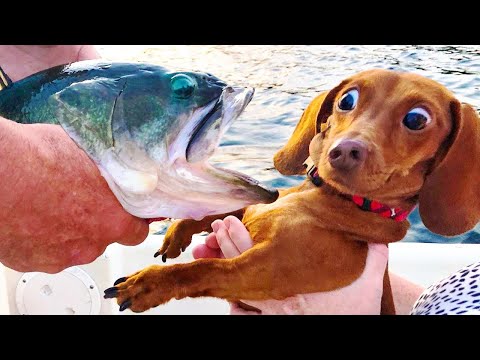 Best Funny Animals Video 2022 – Newest Cats😹 and Dogs🐶 Videos of the Week!