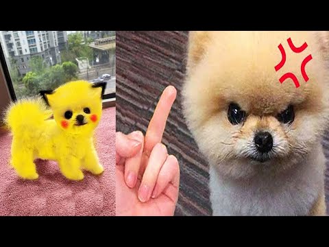 Funny and Cute Dog Pomeranian 😍🐶| Funny Puppy Videos #122