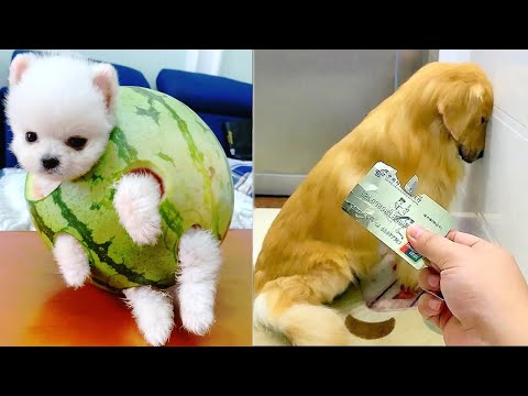 Cute and Funny Dog Video 😺😍 | Funny Animals #2