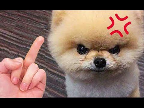 Cute and Funny Dog Video 😺😍 | Funny Animals #4