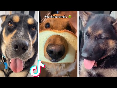 Best Funny Dog Videos Compilation 🥰 Cutest Doggos Ever (2022)