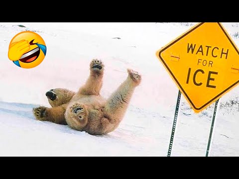 Best Funny Animal Videos Of The 2022 🤣 – Funny Wild And Farm Animals Videos 🐴🦍