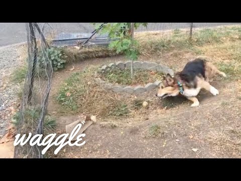 Dogs With the Zoomies | Funny Dog Videos