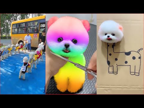 Cute and Funny Dog Video 😺😍 | Funny Animals