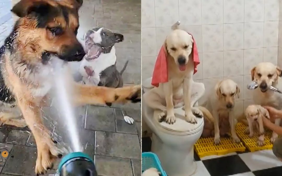 Unbelievable!!! Funny Dog Videos Try Not To Laugh 🦴🐕🐶✔️3