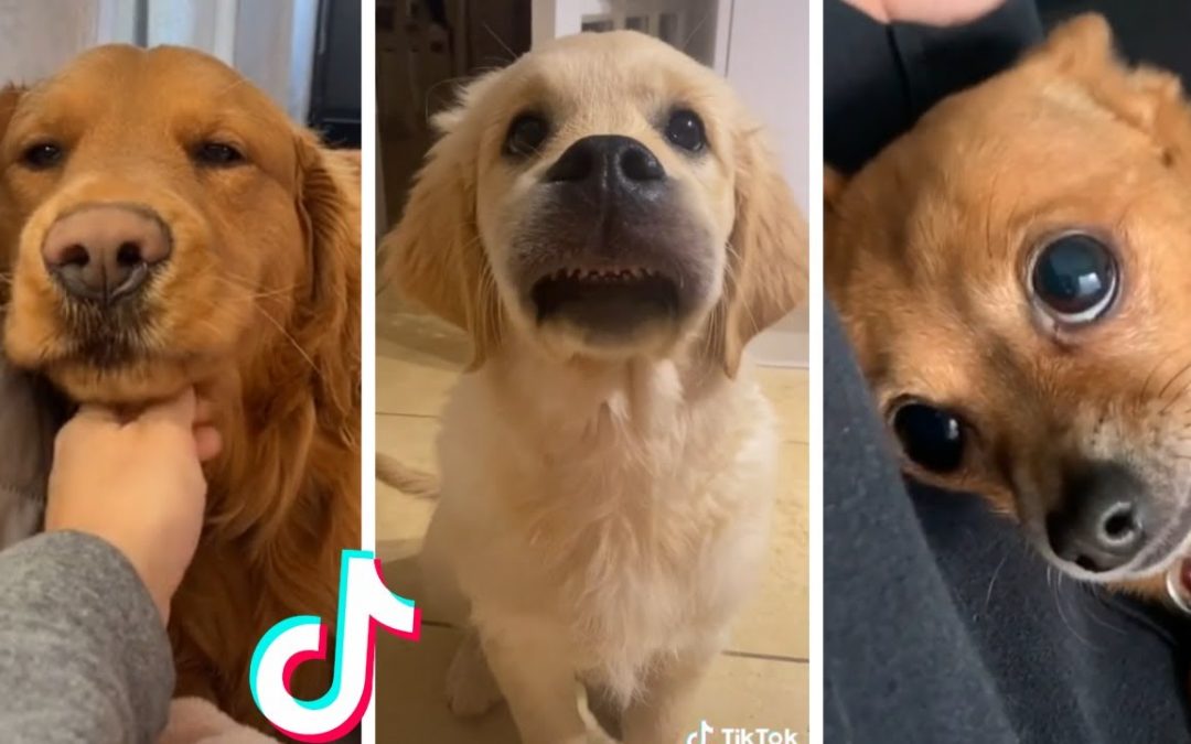 Cutest Doggos Ever 🥰 Best Funny Dog Videos Compilation (2022)