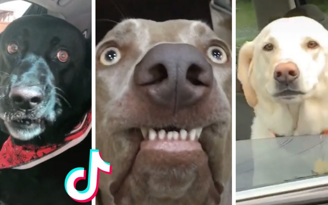 Funniest Doggos Ever 🤣 Best Funny Dog Videos Compilation (2022)