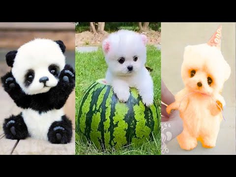 Funny and Cute Dog Pomeranian 😍🐶| Funny Puppy Videos #119