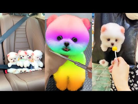 Funny and Cute Dog Pomeranian 😍🐶| Funny Puppy Videos #120