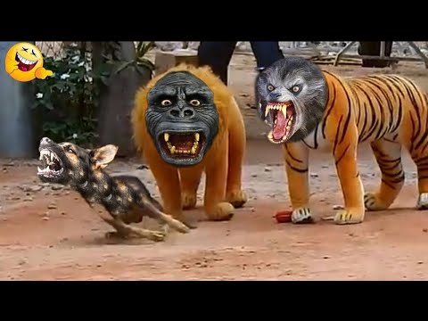 Funniest Animals | Funny Dog And Cat | Funny Animals Video #55