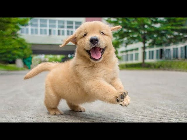 Funniest & Cutest Golden Retriever Puppies – 30 Minutes of Funny Puppy Videos 2022 #1